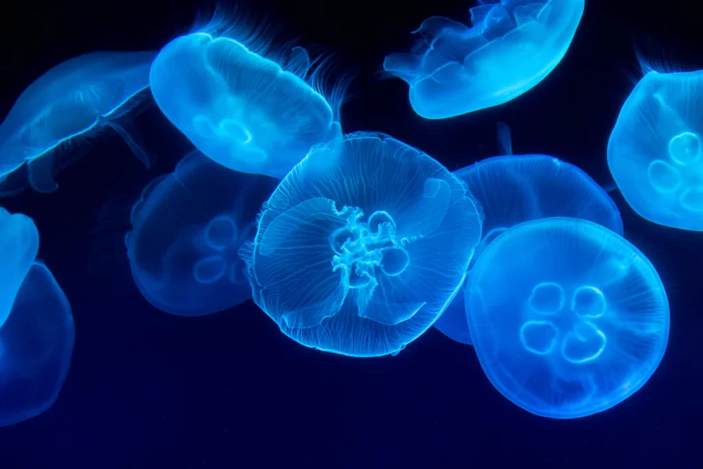 медузы синие, фото