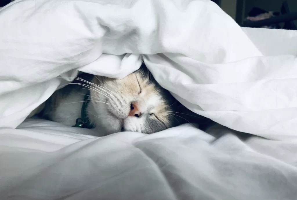 Кот в кровати спит